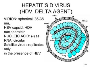 59
HEPATITIS D VIRUS
(HDV, DELTA AGENT)
VIRION: spherical, 36-38
nm,
HBV capsid, HDV
nucleoprotein
NUCLEIC ACID: (-) ss
RNA, circular
Satellite virus : replicates
only
in the presence of HBV
 