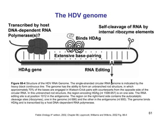 61
The HDV genome
Figure 88-4 Structure of the HDV RNA Genome. The single-stranded circular RNA genome is indicated by the
heavy black continuous line. The genome has the ability to form an unbranched rod structure, in which
approximately 70% of the bases are engaged in Watson-Crick pairs with counterparts from the opposite side of the
circular RNA. In this unbranched rod structure, the region encoding HDAg (nt 1598-957) is on one side. The RNA
editing site is at position 1012 in the antigenome. The region on the right-hand side contains the autocatalytic
cleavage sites (ribozymes), one in the genome (nt 686) and the other in the antigenome (nt 900). The genome binds
HDAg and is transcribed by a host DNA–dependent RNA polymerase.
Fields Virology 4th
edition, 2002, Chapter 88, Lippincott, Williams and Wilkins, 2002 Fig. 88-4
 