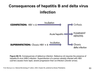 63
Consequences of hepatitis B and delta virus
infection
Figure 66-15. Consequences of deltavirus infection. Deltavirus (d) requires the presence of
hepatitis B virus (HBV) infection. Superinfection of a person already infected with HBV
(carrier) causes more rapid, severe progression than co-infection (shorter arrow).
From Murray et. al., Medical Microbiology 5th
edition, 2005, Chapter 66, published by Mosby Philadelphia.
 