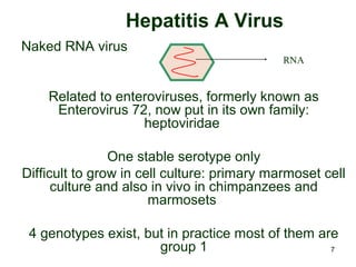7
Hepatitis A Virus
Naked RNA virus
Related to enteroviruses, formerly known as
Enterovirus 72, now put in its own family:
heptoviridae
One stable serotype only
Difficult to grow in cell culture: primary marmoset cell
culture and also in vivo in chimpanzees and
marmosets
4 genotypes exist, but in practice most of them are
group 1
RNA
 