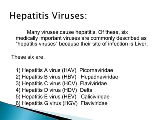 Many viruses cause hepatitis. Of these, six
medically important viruses are commonly described as
“hepatitis viruses” because their site of infection is Liver.
These six are,
1) Hepatitis A virus (HAV) Picornaviridae
2) Hepatitis B virus (HBV) Hepadnaviridae
3) Hepatitis C virus (HCV) Flaviviridae
4) Hepatitis D virus (HDV) Delta
5) Hepatitis E virus (HEV) Caliciviridae
6) Hepatitis G virus (HGV) Flaviviridae
 