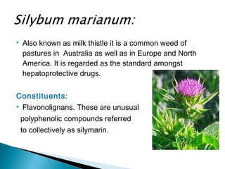  Also known as milk thistle it is a common weed of
pastures in Australia as well as in Europe and North
America. It is regarded as the standard amongst
hepatoprotective drugs.
Constituents:
 Flavonolignans. These are unusual
polyphenolic compounds referred
to collectively as silymarin.
 