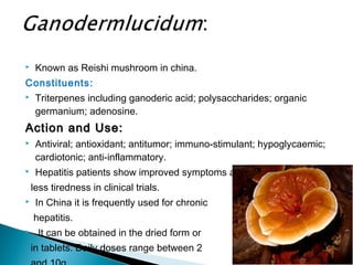  Known as Reishi mushroom in china.
Constituents:
 Triterpenes including ganoderic acid; polysaccharides; organic
germanium; adenosine.
Action and Use:Action and Use:
 Antiviral; antioxidant; antitumor; immuno-stimulant; hypoglycaemic;
cardiotonic; anti-inflammatory.
 Hepatitis patients show improved symptoms and
less tiredness in clinical trials.
 In China it is frequently used for chronic
hepatitis.
 It can be obtained in the dried form or
in tablets. Daily doses range between 2
 