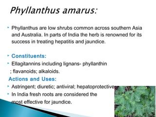  Phyllanthus are low shrubs common across southern Asia
and Australia. In parts of India the herb is renowned for its
success in treating hepatitis and jaundice.
 Constituents:
 Ellagitannins including lignans- phyllanthin
; flavanoids; alkaloids.
Actions and Uses:
 Astringent; diuretic; antiviral; hepatoprotective.
 In India fresh roots are considered the
most effective for jaundice.
 