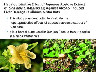  This study was conducted to evaluate the
hepatoprotective effects of aqueous acetone extract of
Sida alba.
 It is a herbal plant used in Burkina Faso to treat Hepatitis
in albinos Wistar rats.
 