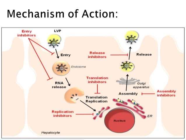 Interferon And Ribavirin Rash