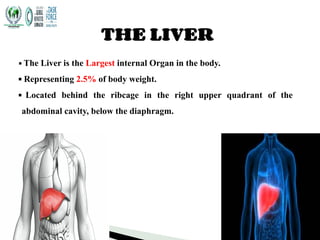 HEPATITIS SEMINAR SLIDES.pptx (1).pdf
