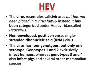 • The virus resembles caliciviruses but has not
been placed in a virus family instead it has
been categorized under Hepeviridaecalled
Hepevirus.
• Non-enveloped, positive-sense, singlestranded ribonucleic acid (RNA) virus
• The virus has four genotypes, but only one
serotype. Genotypes 1 and 2 exclusively
infect humans, whereas genotypes 3 and 4
also infect pigs and several other mammalian
species.

 