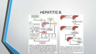 HEPATITIS B.
 