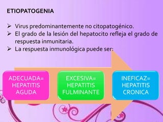 ADECUADA= 
HEPATITIS 
AGUDA 
EXCESIVA= 
HEPATITIS 
FULMINANTE 
INEFICAZ= 
HEPATITIS 
CRONICA 
ETIOPATOGENIA 
 Virus predominantemente no citopatogénico. 
 El grado de la lesión del hepatocito refleja el grado de 
respuesta inmunitaria. 
 La respuesta inmunológica puede ser: 
 