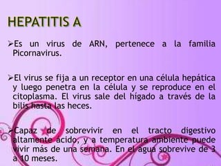 Es un virus de ARN, pertenece a la familia 
Picornavirus. 
El virus se fija a un receptor en una célula hepática 
y luego penetra en la célula y se reproduce en el 
citoplasma. El virus sale del hígado a través de la 
bilis hasta las heces. 
Capaz de sobrevivir en el tracto digestivo 
altamente ácido, y a temperatura ambiente puede 
vivir más de una semana. En el agua sobrevive de 3 
a 10 meses. 
 