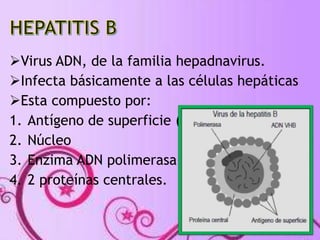 Virus ADN, de la familia hepadnavirus. 
Infecta básicamente a las células hepáticas 
Esta compuesto por: 
1. Antígeno de superficie (HBsAg). 
2. Núcleo 
3. Enzima ADN polimerasa 
4. 2 proteínas centrales. 
 