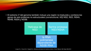 • El extremo 3′ del genoma también incluye una región no traducida y contiene los
genes de seis proteinas no estructurales (nonstructural, NS) NS2, NS3, NS4A,
NS4B, NS5A y NS5B.
Helicasa de
NS3
Serina proteasa
NS3-NS4A
la RNA
polimerasa
dependiente de
NS5B RNA
Longo D. L, Fauci A.S, Casper D.L. Harrison principios de medicina interna. 18ª ed. Mexico. Mc Graw Hill.2012
 