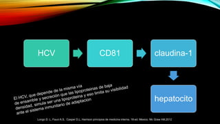 HCV CD81 claudina-1
hepatocito
Longo D. L, Fauci A.S, Casper D.L. Harrison principios de medicina interna. 18ª ed. Mexico. Mc Graw Hill.2012
 