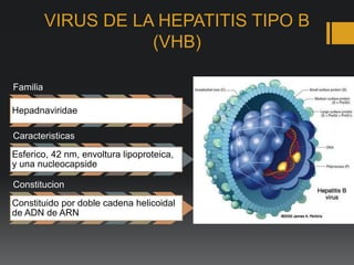 VIRUS DE LA HEPATITIS TIPO B
(VHB)
Familia
Hepadnaviridae
Caracteristicas
Esferico, 42 nm, envoltura lipoproteica,
y una nucleocapside
Constitucion
Constituido por doble cadena helicoidal
de ADN de ARN
 