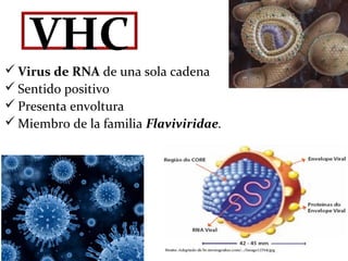 VHC
 Virus de RNA de una sola cadena
 Sentido positivo
 Presenta envoltura
 Miembro de la familia Flaviviridae.
 