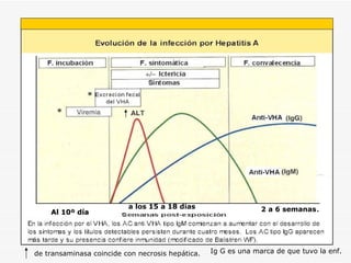 * * Al 10º día a los 15 a 18 días de transaminasa coincide con necrosis hepática. Ig G es una marca de que tuvo la enf. 2 a 6 semanas . 