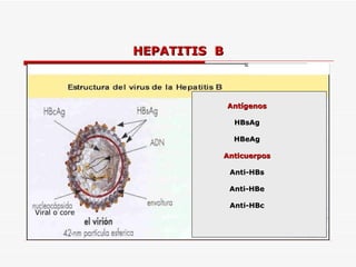 HEPATITIS  B Viral o core Partículas subvirales Antígenos HBsAg HBeAg Anticuerpos Anti-HBs Anti-HBe Anti-HBc 