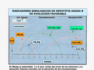 VHB SINTOMAS TGP  HB S Ag Anti-HB c  IgM Anti-HBc  IgG Anti-HB S Anti-HB e HB e Ag MARCADORES SEROLOGICOS DE HEPATITIS AGUDA B DE EVOLUCION FAVORABLE meses El HBsAg es detectable  2 a 6 sem. Antes del inicio de los sintomas y su elevación máxima coincide con la elevación de las transaminasas. Inf. Aguda Convalescencia Recuperación 