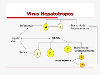 Virus Hepatotropos Hepatitis Viral Infecciosa Sérica A E B D C NANB Transmitida Entericamente Transmitida Parenteralmente F G Otras Hepatitis 