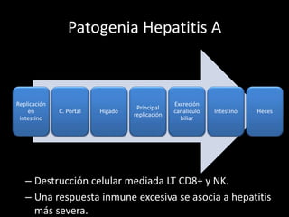 Patogenia Hepatitis A
– Destrucción celular mediada LT CD8+ y NK.
– Una respuesta inmune excesiva se asocia a hepatitis
más severa.
Replicación
en
intestino
C. Portal Hígado
Principal
replicación
Excreción
canalículo
biliar
Intestino Heces
 
