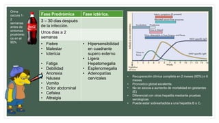 Fase Prodrómica Fase ictérica.
3 – 30 dias después
de la infección.
Unos dias a 2
semanas
• Fiebre
• Malestar
• Ictericia
• Fatiga
• Debilidad
• Anorexia
• Náusea
• Vomito
• Dolor abdominal
• Cefalea
• Altralgia
• Hipersensibilidad
en cuadrante
supero externo
• Ligera
Hepatomegalia
• Esplenomegalia
• Adenopatías
cervicales
Orina
oscura 1-
2
semanas
antes de
sintomas
prodrómic
os en el
90%
• Recuperación clínica completa en 2 meses (60%) o 6
meses
• Pronostico global excelente.
• No se asocia a aumento de mortalidad en gestantes
(E)
• Diferencial con otras hepatitis mediante pruebas
serologicas
• Puede estar sobreañadida a una hepatitis B o C.
 
