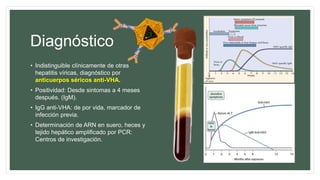 Diagnóstico
• Indistinguible clínicamente de otras
hepatitis víricas, diagnóstico por
anticuerpos séricos anti-VHA.
• Positividad: Desde sintomas a 4 meses
después. (IgM).
• IgG anti-VHA: de por vida, marcador de
infección previa.
• Determinación de ARN en suero, heces y
tejido hepático amplificado por PCR:
Centros de investigación.
 
