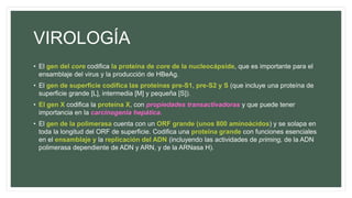 VIROLOGÍA
• El gen del core codifica la proteína de core de la nucleocápside, que es importante para el
ensamblaje del virus y la producción de HBeAg.
• El gen de superficie codifica las proteínas pre-S1, pre-S2 y S (que incluye una proteína de
superficie grande [L], intermedia [M] y pequeña [S]).
• El gen X codifica la proteína X, con propiedades transactivadoras y que puede tener
importancia en la carcinogenia hepática.
• El gen de la polimerasa cuenta con un ORF grande (unos 800 aminoácidos) y se solapa en
toda la longitud del ORF de superficie. Codifica una proteína grande con funciones esenciales
en el ensamblaje y la replicación del ADN (incluyendo las actividades de priming, de la ADN
polimerasa dependiente de ADN y ARN, y de la ARNasa H).
 
