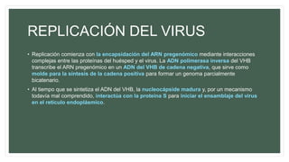REPLICACIÓN DEL VIRUS
• Replicación comienza con la encapsidación del ARN pregenómico mediante interacciones
complejas entre las proteínas del huésped y el virus. La ADN polimerasa inversa del VHB
transcribe el ARN pregenómico en un ADN del VHB de cadena negativa, que sirve como
molde para la síntesis de la cadena positiva para formar un genoma parcialmente
bicatenario.
• Al tiempo que se sintetiza el ADN del VHB, la nucleocápside madura y, por un mecanismo
todavía mal comprendido, interactúa con la proteína S para iniciar el ensamblaje del virus
en el retículo endoplásmico.
 