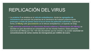 REPLICACIÓN DEL VIRUS
• La proteína S se sintetiza en el retículo endoplásmico, donde los agregados de
monómeros que excluyen las proteínas de la membrana del huésped posteriormente
protruyen a modo de yemas hacia la luz en forma de partículas subvíricas. Cuando se
forma, el HBsAg sufre glucosilación en el retículo endoplásmico y el aparato de Golgi.
• Las partículas subvíricas no infecciosas (formas esféricas y filamentosas del HBsAg) se
secretan en gran abundancia en comparación con los viriones maduros. Estas partículas
subvíricas del HBsAg son 102- 105 más abundantes que los viriones y se pueden acumular en
concentraciones de varios cientos de microgramos por mililitro de suero.
 