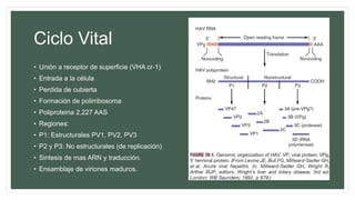 Ciclo Vital
• Unión a receptor de superficie (VHA cr-1)
• Entrada a la célula
• Perdida de cubierta
• Formación de polirribosoma
• Poliproteina 2,227 AAS
• Regiones:
• P1: Estructurales PV1, PV2, PV3
• P2 y P3: No estructurales (de replicación)
• Sintesis de mas ARN y traducción.
• Ensamblaje de viriones maduros.
 