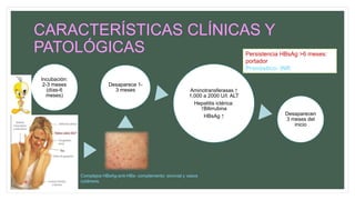 CARACTERÍSTICAS CLÍNICAS Y
PATOLÓGICAS
Incubación:
2-3 meses
(días-6
meses)
Desaparece 1-
3 meses Aminotransferasas ↑
1,000 a 2000 U/l: ALT
Hepatitis ictérica:
↑Bilirrubina
HBsAg ↑ Desaparecen
3 meses del
inicio
Complejos HBsAg-anti-HBs- complemento: sinovial y vasos
cutáneos.
Persistencia HBsAg >6 meses:
portador
Pronóstico: INR
 