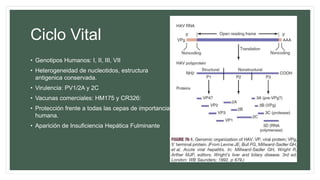 Ciclo Vital
• Genotipos Humanos: I, II, III, VII
• Heterogeneidad de nucleotidos, estructura
antigenica conservada.
• Virulencia: PV1/2A y 2C
• Vacunas comerciales: HM175 y CR326:
• Protección frente a todas las cepas de importancia
humana.
• Aparición de Insuficiencia Hepática Fulminante
 