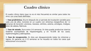 Cuadro clínico
El cuadro clínico típico (que no es el más frecuente) es similar para todos los
virus, con unas fases definidas:
1. Fase prodrómica. Ocurre después de un periodo de incubación variable para
cada uno de ellos. Consiste en un cuadro con síntomas inespecíficos de 1-2
semanas de duración: anorexia, náuseas, vómitos, astenia, artralgias, mialgias,
dolor de cabeza, febrícula.
2. Fase de estado. Dura entre 2-6 semanas. En ésta puede producirse ictericia
evidente acompañada de hepatomegalia, y en 10-25% de los casos,
esplenomegalia y adenopatías.
3. Fase de recuperación. En ésta van desapareciendo todos los síntomas y
signos. En general, en 2-12 semanas se ha resuelto en todos los casos que
evolucionan a la curación.
 