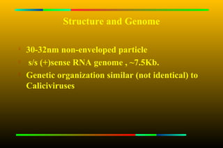 Structure and Genome


    30-32nm non-enveloped particle

     s/s (+)sense RNA genome , ~7.5Kb.
   Genetic organization similar (not identical) to
    Caliciviruses
 