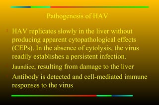 Pathogenesis of HAV
   HAV replicates slowly in the liver without
    producing apparent cytopathological effects
    (CEPs). In the absence of cytolysis, the virus
    readily establishes a persistent infection.

    Jaundice, resulting from damage to the liver
   Antibody is detected and cell-mediated immune
    responses to the virus
 