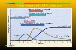 Time course of HAV infection
 