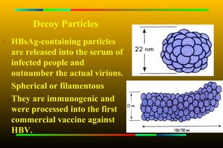Decoy Particles

    HBsAg-containing particles
    are released into the serum of
    infected people and
    outnumber the actual virions.

    Spherical or filamentous

    They are immunogenic and
    were processed into the first
    commercial vaccine against
    HBV.
 