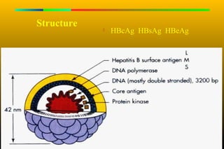 Structure      HBcAg HBsAg HBeAg
 