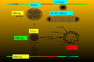 15-25nm
         42nm


HBsAg           20×20×200nm




         28nm

 HBcAg


                              DNA


HBeAg
 