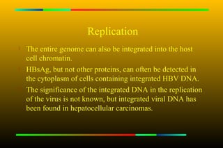 Replication
   The entire genome can also be integrated into the host
    cell chromatin.

    HBsAg, but not other proteins, can often be detected in
    the cytoplasm of cells containing integrated HBV DNA.
   The significance of the integrated DNA in the replication
    of the virus is not known, but integrated viral DNA has
    been found in hepatocellular carcinomas.
 