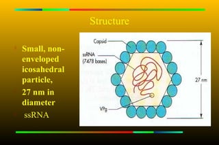 Structure


    Small, non-
    enveloped
    icosahedral
    particle,

    27 nm in
    diameter
    ssRNA
 