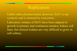 Replication

    Unlike other picornaviruses, however, HAV is not
    cytolytic and is released by exocytosis.
   Laboratory isolates of HAV have been adapted to
    growth in primary and continuous monkey kidney cell
    lines, but clinical isolates are very difficult to grow in
    cell culture.
 