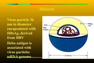 Structure


    Virus particle 36
    nm in diameter
    encapsulated with
    HBsAg, derived
    from HBV

    Delta antigen is
    associated with
    virus particles
    ssRNA genome
 
