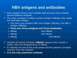 Hep Shell Hepatitis Virus - introduction, categorize and epidemis | PPT