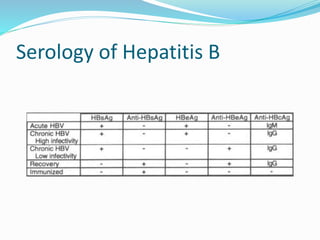 Serology of Hepatitis B
 