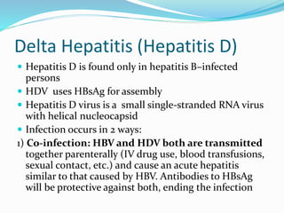 Delta Hepatitis (Hepatitis D)
 Hepatitis D is found only in hepatitis B–infected
persons
 HDV uses HBsAg for assembly
 Hepatitis D virus is a small single-stranded RNA virus
with helical nucleocapsid
 Infection occurs in 2 ways:
1) Co-infection: HBV and HDV both are transmitted
together parenterally (IV drug use, blood transfusions,
sexual contact, etc.) and cause an acute hepatitis
similar to that caused by HBV. Antibodies to HBsAg
will be protective against both, ending the infection
 
