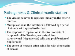 Pathogenesis & Clinical manifestation
 The virus is believed to replicate initially in the enteric
mucosa
 Multiplication in the intestines is followed by a period
of viremia with spread to the liver
 The response to replication in the liver consists of
lymphoid cell infiltration, necrosis of liver
parenchymal (Hepatocytes) cells, and proliferation of
Kupffer cells
 The extent of necrosis often coincides with the severity
of disease
 