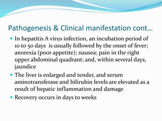 Pathogenesis & Clinical manifestation cont…
 In hepatitis A virus infection, an incubation period of
10 to 50 days is usually followed by the onset of fever;
anorexia (poor appetite); nausea; pain in the right
upper abdominal quadrant; and, within several days,
jaundice
 The liver is enlarged and tender, and serum
aminotransferase and bilirubin levels are elevated as a
result of hepatic inflammation and damage
 Recovery occurs in days to weeks
 