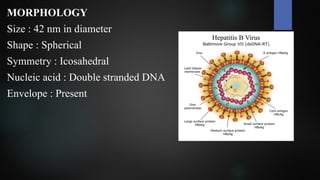 HEPATITIS VIRUSES.pptx microbiology notes | PPTX